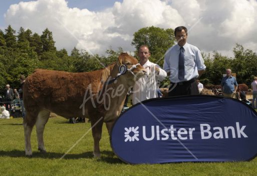 All Ireland Limousin Ulster Bank Heifer Derby qualifier, Carrickaldeen Duchess owned by Peter Murphy with Cormac McKevley Ulster Bank